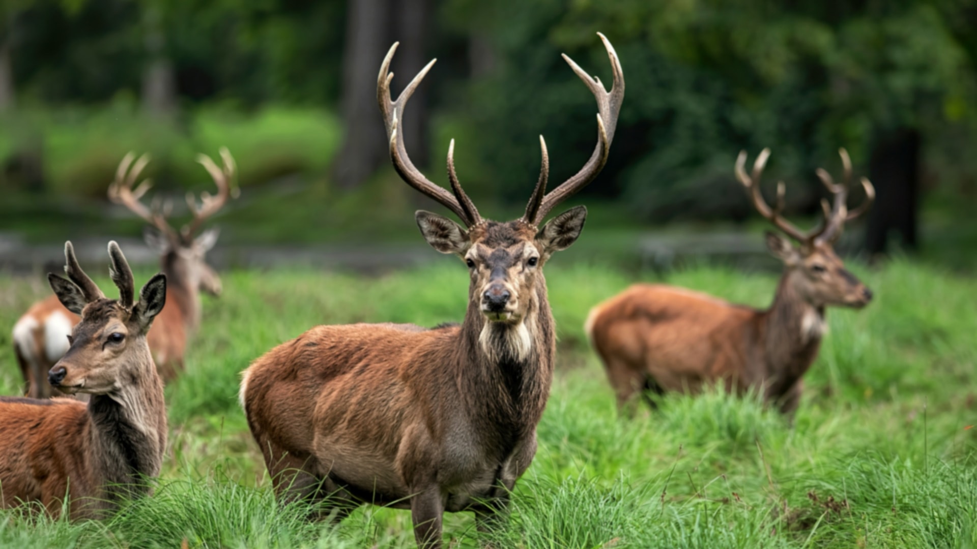 Observation de la faune sauvage - cerfs dans les Monts Sibillins
